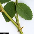SpeciesSub: subsp. ultramontana